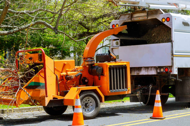 Trusted Lineville, AL Tree Services Experts